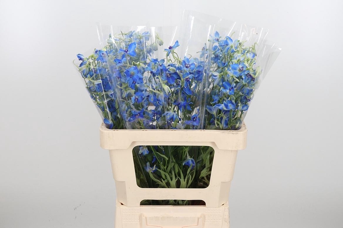 <h4>Delphinium Be Volkerfrieden</h4>