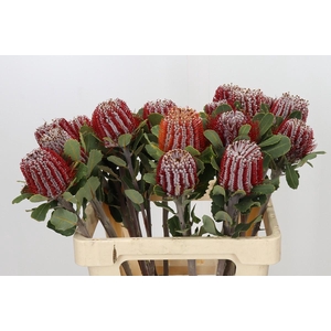 Banksia Coccinea