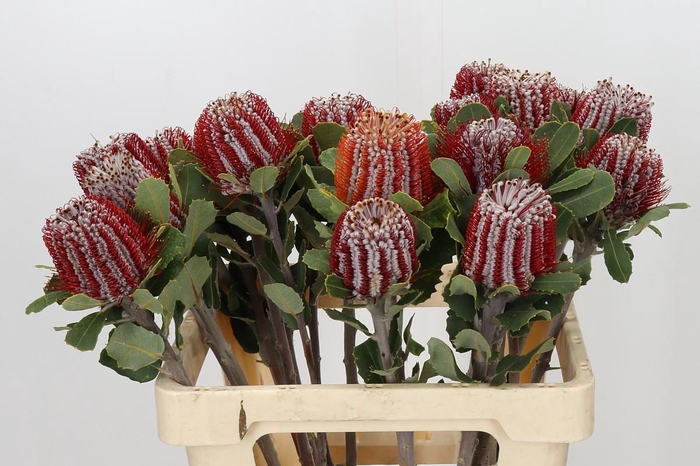 <h4>Banksia Coccinea</h4>