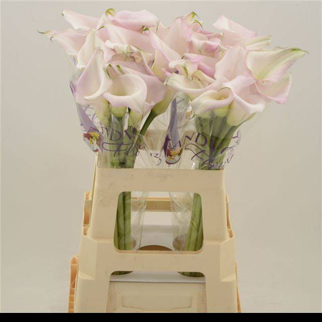 <h4>Zantedeschia sweet art</h4>