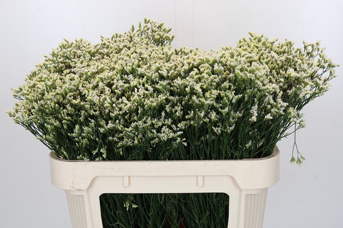 <h4>Limonium Pinna Colada</h4>