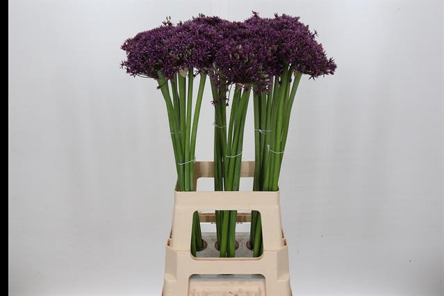 ALLIUM CHERRY*