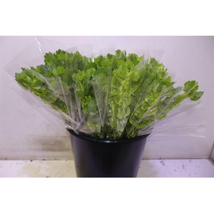Moluccella Stuk X5