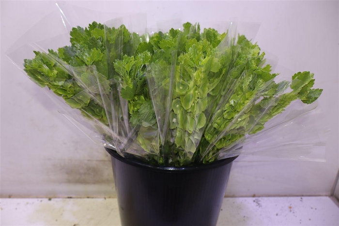 <h4>Moluccella Stuk X5</h4>