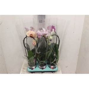 Phal Cascade Gemengd 1 Tak