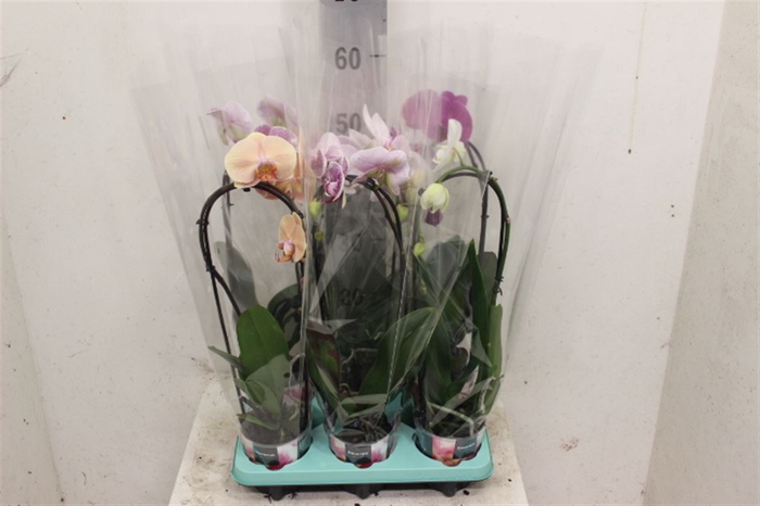 <h4>Phal Cascade Gemengd 1 Tak</h4>