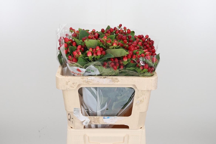 <h4>Hyp Mag Triumph</h4>