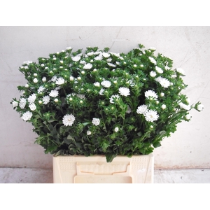 Callistephus Serenade White