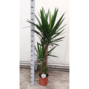 YUCCA