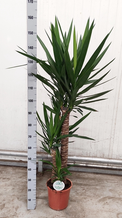 <h4>YUCCA</h4>