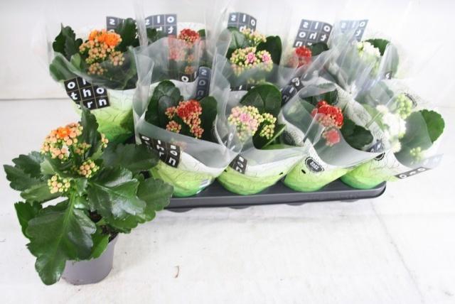 <h4>KAL GE GEM 4 KL</h4>