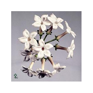 Stephanotis white