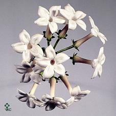 <h4>Stephanotis white</h4>