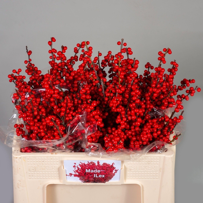 <h4>ILEX VE RODE BES</h4>