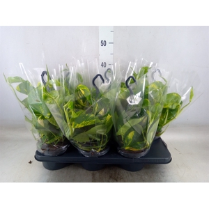 Epipremnum pinn.   HG