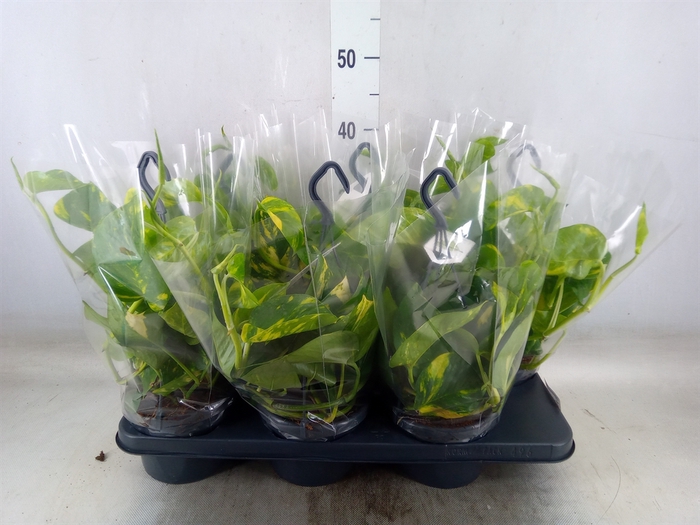 <h4>Epipremnum pinn.   HG</h4>