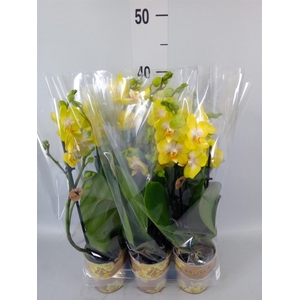 Phalaenopsis multi. 'Ant Arezzo'