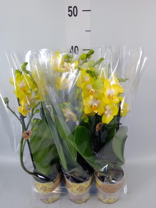 <h4>Phalaenopsis multi. 'Ant Arezzo'</h4>