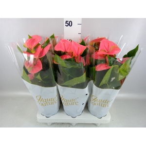 Anthurium andr. 'Sweet Dream'