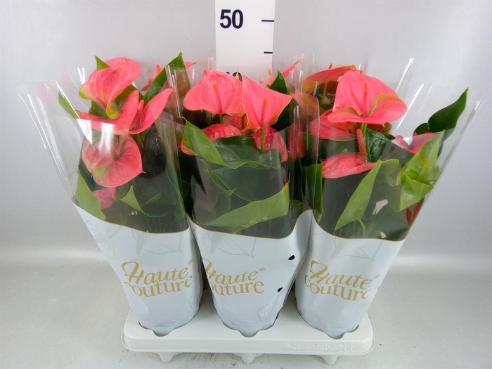 <h4>Anthurium andr. 'Sweet Dream'</h4>