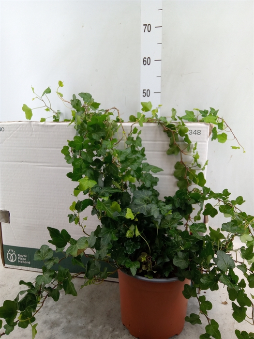 <h4>Hedera helix   ...</h4>