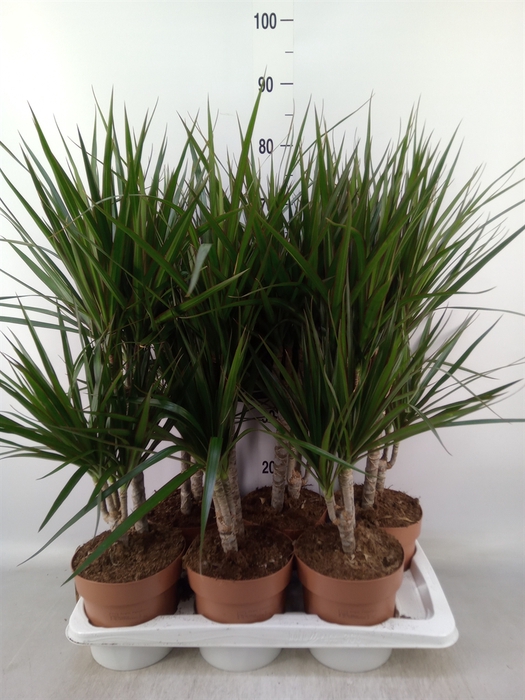 <h4>Dracaena marg.</h4>
