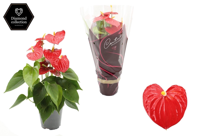 <h4>Anthurium 14 cm Esudo in Diamond Line Purple sleeve</h4>