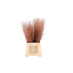 Berk ( Birch ) Copper