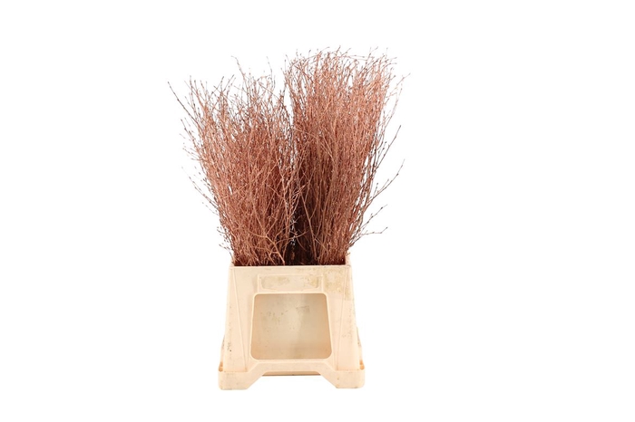<h4>Berk ( Birch ) Copper</h4>