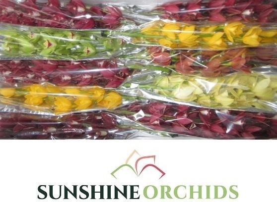 <h4>CYMB MI GEM</h4>