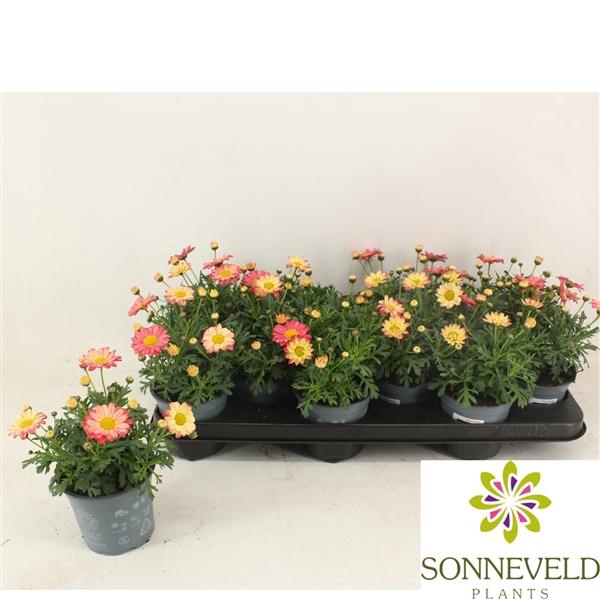 <h4>Argyranthemum frutescens Madeira Crested Merlot</h4>