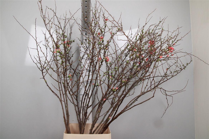 <h4>Chaenomeles Superba</h4>