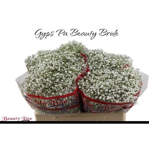 GYPS PA BEAUTY BRIDE