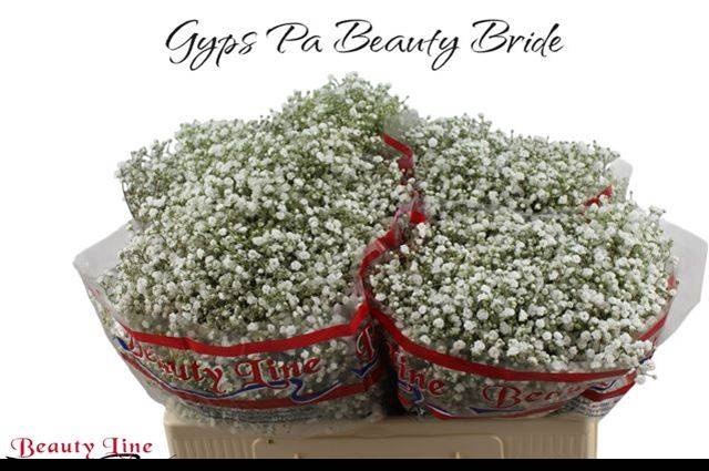 <h4>GYPS PA BEAUTY BRIDE</h4>