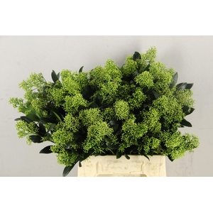 SKIM YUKI WHITE PER BUNCH 10BL