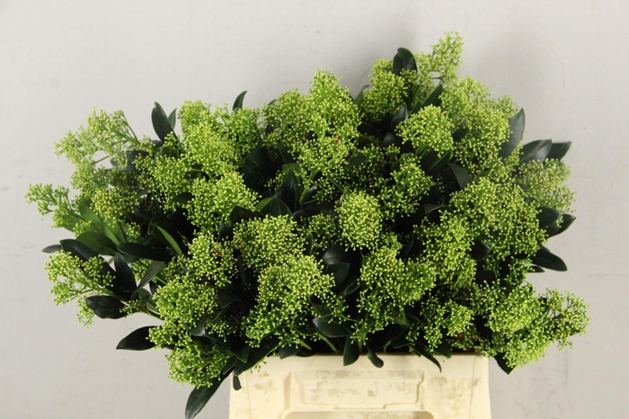 <h4>SKIM YUKI WHITE PER BUNCH 10BL</h4>