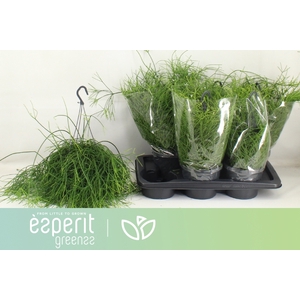 RHIPSALIS BA OASIS