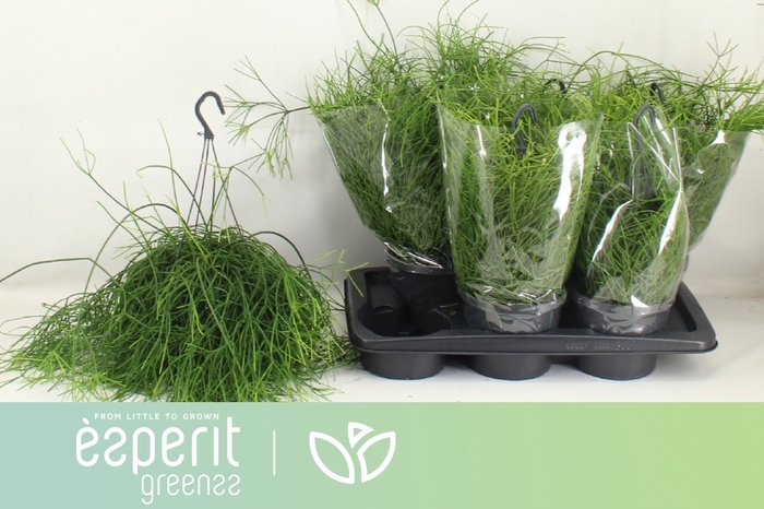 <h4>RHIPSALIS BA OASIS</h4>