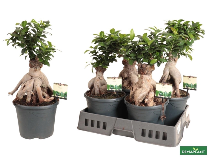 <h4>FIC MI GINSENG</h4>