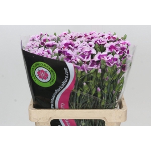 Dianthus Tr Symply Cherry