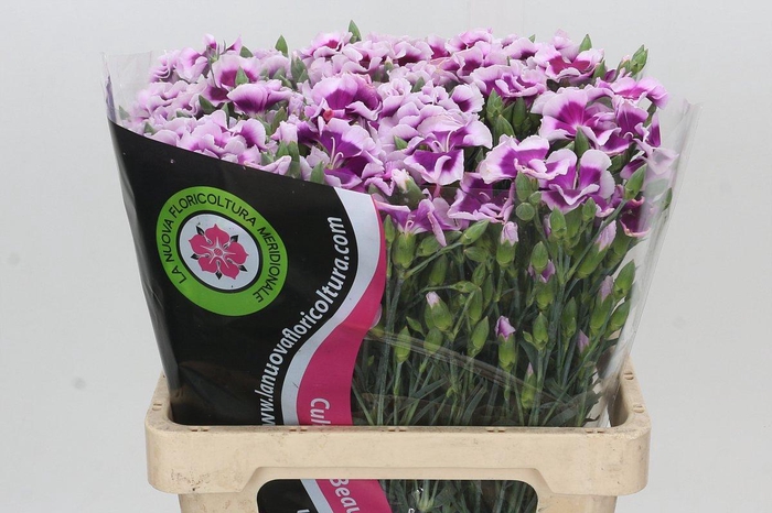 Dianthus Tr Symply Cherry