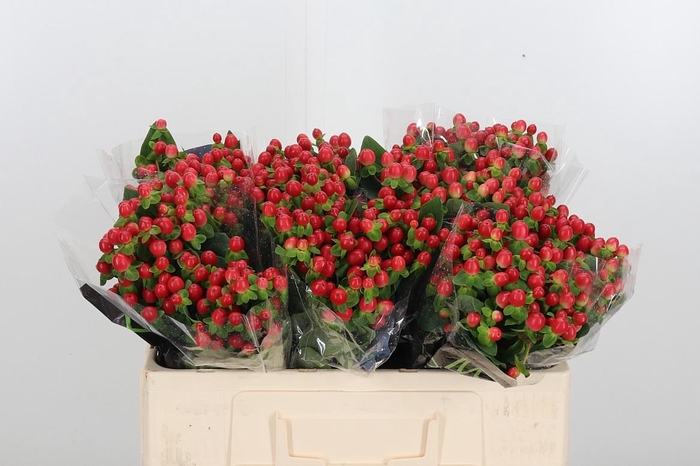 <h4>Hyp Tomato Flair</h4>