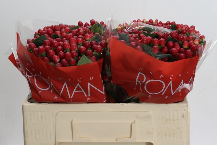 <h4>HYP TRUE ROMANCE</h4>