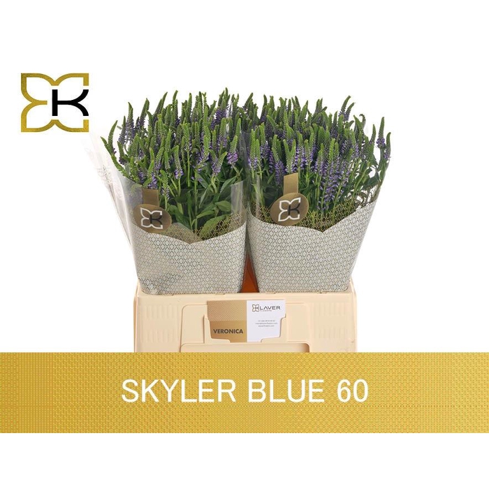 <h4>Veron L Skyler Blue</h4>
