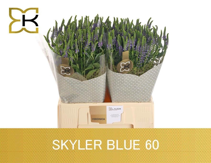 Veron L Skyler Blue