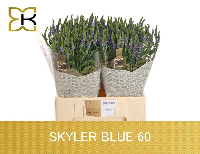 <h4>VERON L SKYLER BLUE</h4>