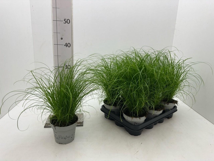 <h4>CYPER ALT ZUMULA</h4>