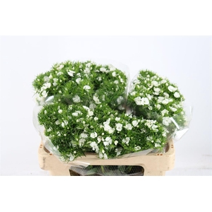 Di Barb Breanthus Hera Wite