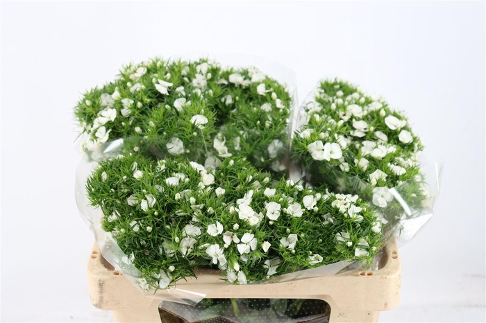 <h4>Di Barb Breanthus Hera Wite</h4>