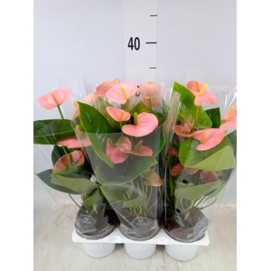 Anthurium andr. 'Spirit'